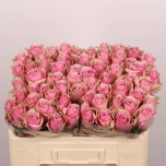 Roos 50cm Athena Royale
