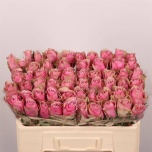Roos 50cm Athena Royale