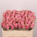 Roos 50cm Athena Royale