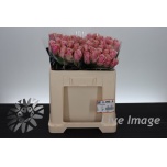 Roos 50cm Athena Royale