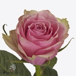 Roos 50cm Athena Royale (NINI)