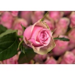 Roos 50cm Athena Royale (NINI)