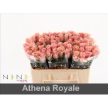 Roos 50cm Athena Royale (NINI)
