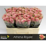 Roos 50cm Athena Royale (Rosa Plaza)
