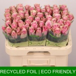 Roos 60cm Athena Royale