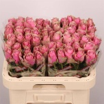 Roos 60cm Athena Royale