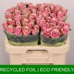 Roos 60cm Athena Royale