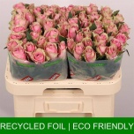 Roos 60cm Athena Royale