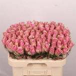 Roos 60cm Athena Royale