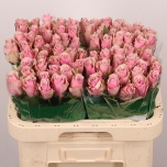 Roos 60cm Athena Royale