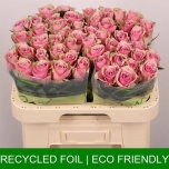 Roos 60cm Athena Royale