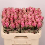 Roos 60cm Athena Royale