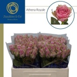 Roos 60cm Athena Royale (NINI)