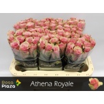 Roos 60cm Athena Royale (Rosa Plaza)