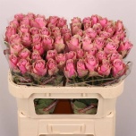 Roos 70cm Athena Royale
