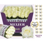 Roos 70cm  Avalanche