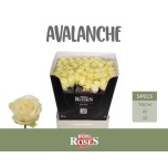 Roos 70cm  Avalanche