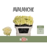 Roos 70cm  Avalanche