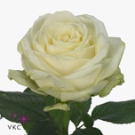 Roos 40cm Avalanche