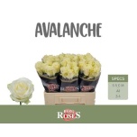 Roos 55cm Avalanche