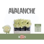 Roos 50cm Avalanche