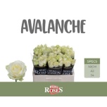 Roos 50cm Avalanche