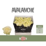 Roos 60cm Avalanche