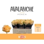 Roos 50cm Avalanche Peach