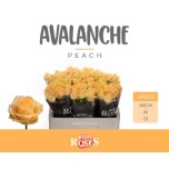 Roos 50cm Avalanche Peach