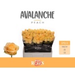Roos 55cm Avalanche Peach