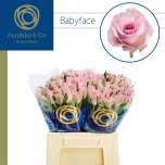 Roos 40cm Babyface (Zuurbier & Co Int.)