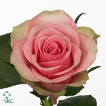 Roos 50cm Belle Rose