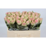 Roos 50cm Belle Rose