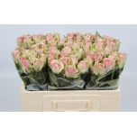 Roos 50cm Belle Rose