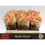 Roos 50cm Belle Rose