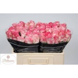 Roos 50cm Boulevard