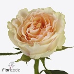 Roos 50cm Brinessa