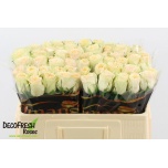 Roos 50cm Brinessa