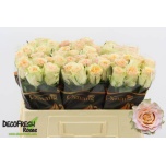 Roos 50cm Brinessa