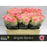 Roos 50cm Brigitte Bardot