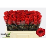 Roos 50cm Bromo