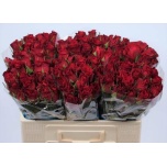 Roos 50cm Burgundy