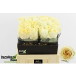 Roos 40cm Buttercup