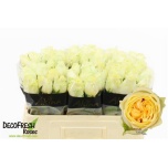 Roos 50cm Buttercup