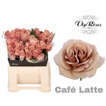 Roos 40cm Cafe Latte