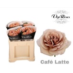 Roos 50cm Cafe Latte