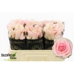 Roos 50cm Candy Girl