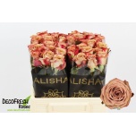 Roos 40cm Cappuccino