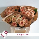 Roos 40cm Cappuccino
