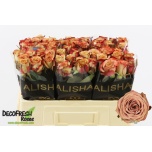 Roos 50cm Cappuccino